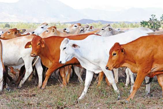Le bœuf calédonien prend le chemin du bio