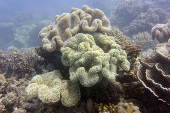 Grande Barrière de corail: l'Australie attend le verdict de l'Unesco