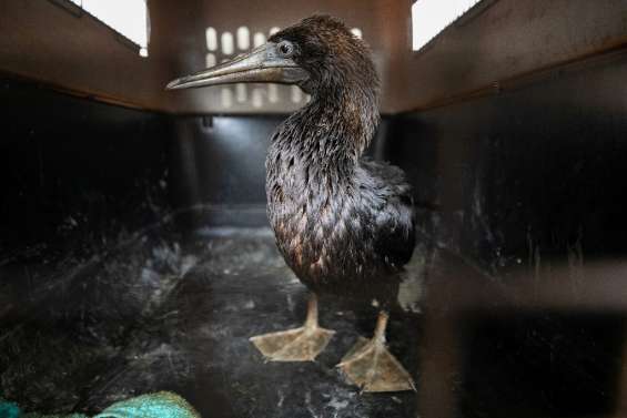 Pérou: un parc zoologique de Lima s'efforce de sauver les oiseaux de la marée noire