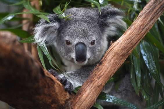 L'Australie considère les koalas 