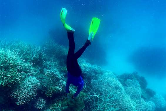 Australie: 91% de la Grande Barrière de corail a subi un 