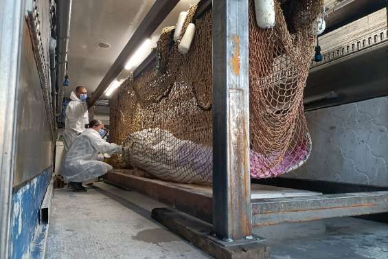 Sorti de la Seine après une nuit d'efforts, le béluga en route vers Ouistreham