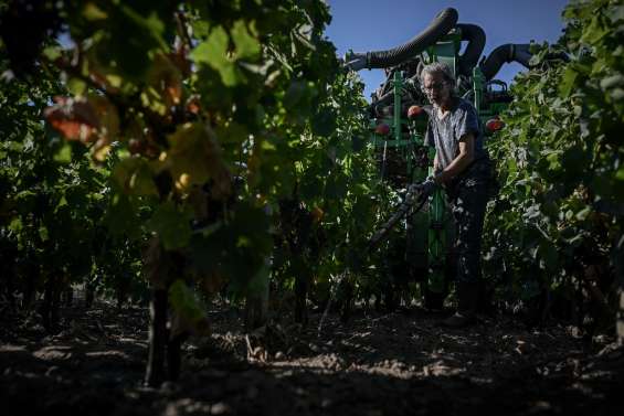 Vendanges: premiers coups de sécateur 