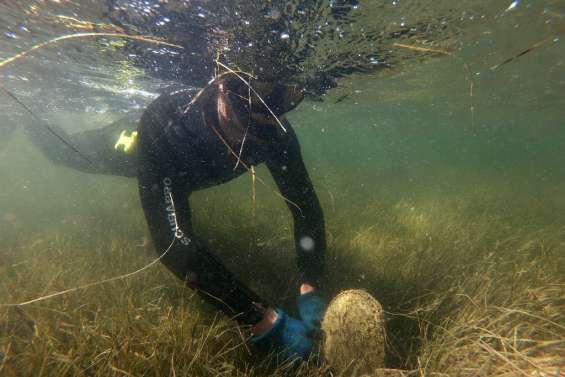 Décimée en Méditerranée, la grande nacre au coeur d'un projet de sauvetage
