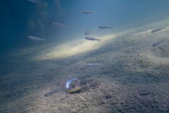 La corbicule, la palourde invasive qui filtre la Loire à outrance
