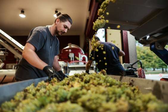 Début des vendanges dans le Bordelais : des raisins gorgés de soleil, un millésime prometteur