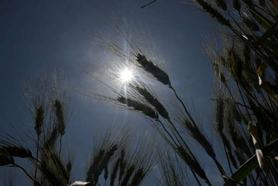 Un nouvel épisode de canicule débute dans le sud-est de la France