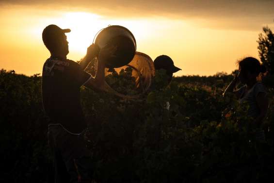 Des vendanges 2022 précoces, suspendues à la sécheresse dans l'espoir d'un 
