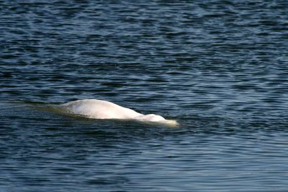 Une opération tentée dans la soirée pour extraire et sauver le béluga