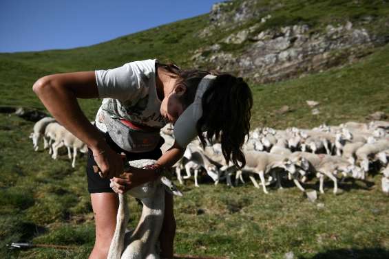 Bergère dans la solitude des Pyrénées, avec sa houlette et ses chiens