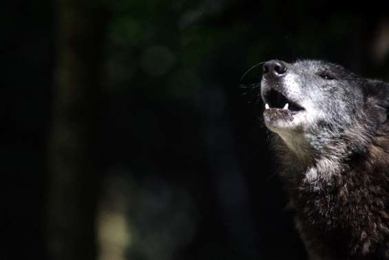 Dans le massif du Vercors, on hurle avec les loups pour les débusquer