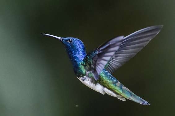 Des colibris femelles se déguisent en mâle pour éviter leurs agressions 