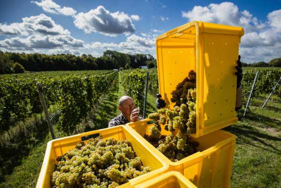 Avec le changement climatique, le chardonnay prend racine dans les Hauts-de-France