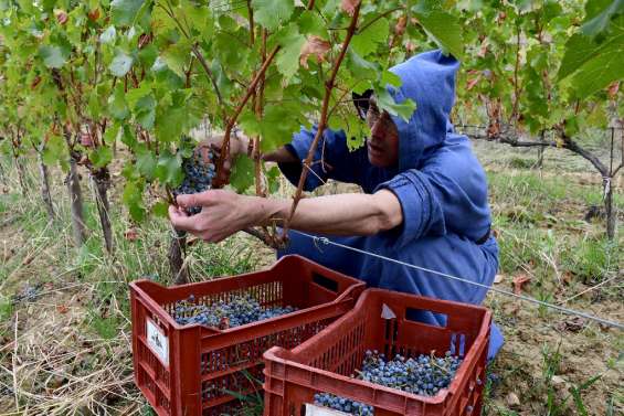 Dans le Ventoux, des vendanges en soutane pour un vin équitable