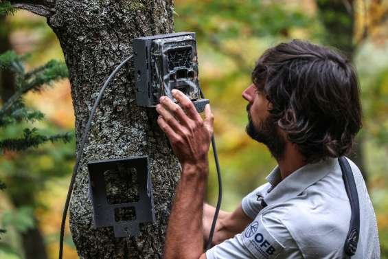 L'ours des Pyrénées, discrètement surveillé pour assurer sa survie