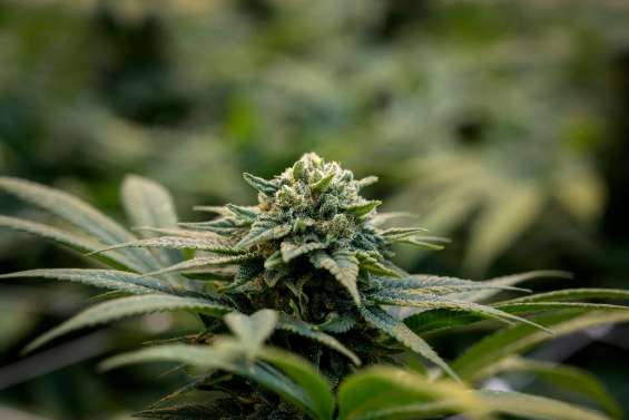 La vente de fleurs de CBD autorisée en France, tranche le Conseil d'Etat