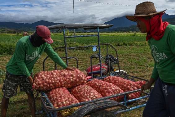 Aux Philippines, l'oignon devenu bien de luxe atteint des prix à pleurer