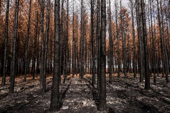 Six mois après les incendies en Gironde, la forêt nettoyée et étudiée