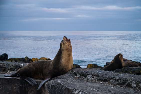 Victimes d'un siècle de chasse intensive, les otaries d'Amsterdam se portent à nouveau bien