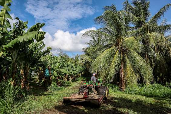 Chlordécone aux Antilles: la justice reconnaît un 