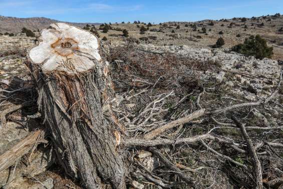 Au Liban, des arbres millénaires menacés par l'abattage illégal