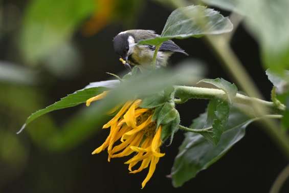 En ville, la mésange privilégie l'odorat pour s'alimenter, malgré la pollution