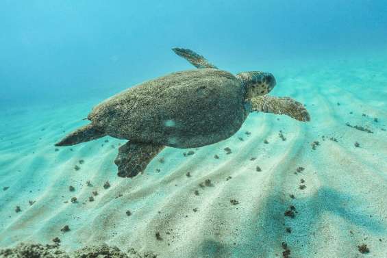 La reproduction et la survie des tortues marines menacées par le réchauffement climatique, selon une étude