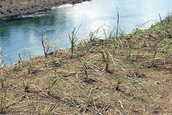 Des brins de vétiver plantés contre l'érosion de la Boghen
