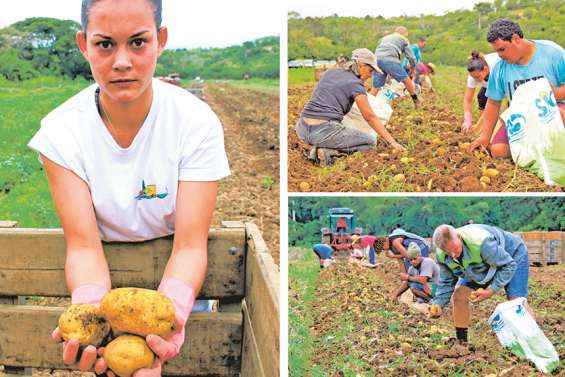 La pomme de terre, star des champs