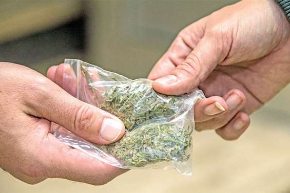 Petites mains et gros bonnets, les dessous d’un juteux trafic de cannabis