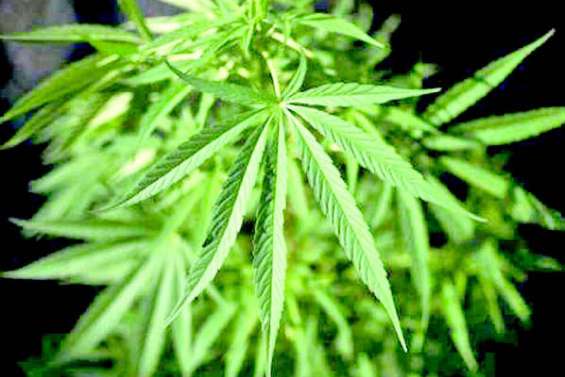 La légalisation du cannabis rejetée