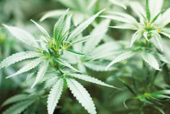 Arrêté avec plus d’un kilo de cannabis : « C’était pour payer les couches du bébé et les factures »