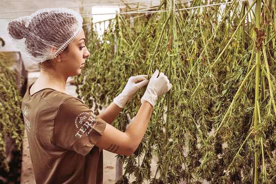 Les Kiwis voteront-ils pour la légalisation du cannabis ?