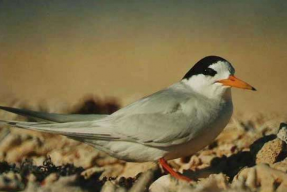 Les accès à l'îlot Goéland et à la passe de Dumbéa sont réglementés