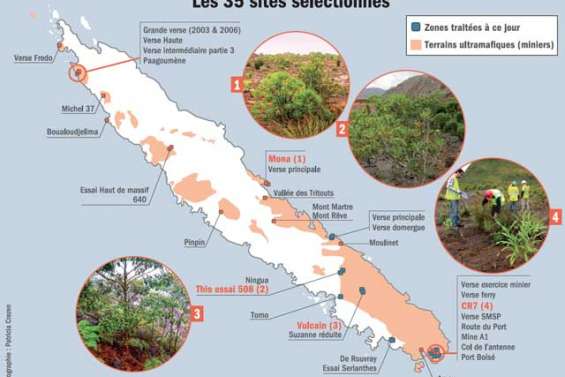 Bilan de 35 ans de revégétalisation