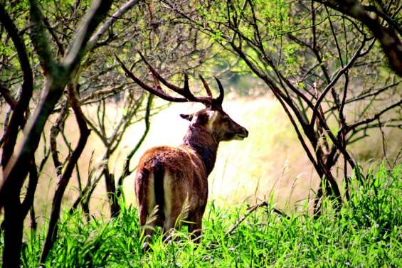 Le cerf sauvage à la conquête de nos étals ?