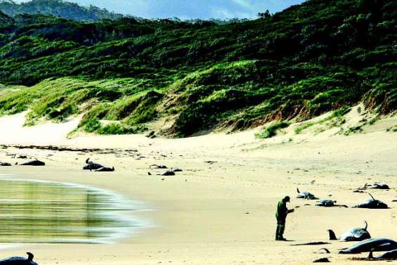 Nouvel échouement massif de cétacés