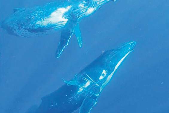 Deux baleines en difficulté à cause de cordes