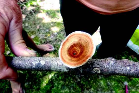 Découvrir les champignons au parc des Grandes Fougères