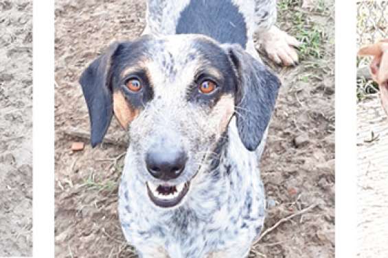 Ils cherchent un maître