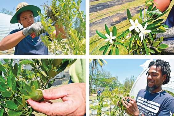 [VIDÉO] Le citrus calédonien au secours de la filière agrumes