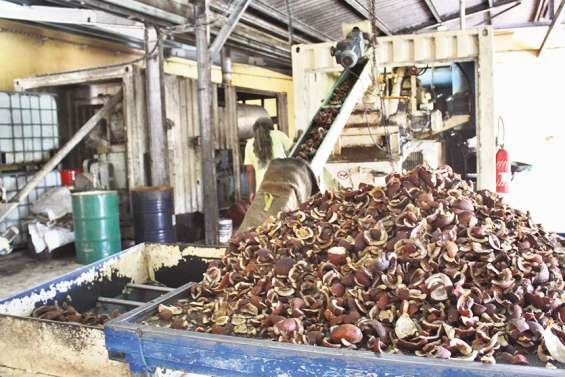 Comment secouer le cocotier pour relancer la filière coprah à Ouvéa