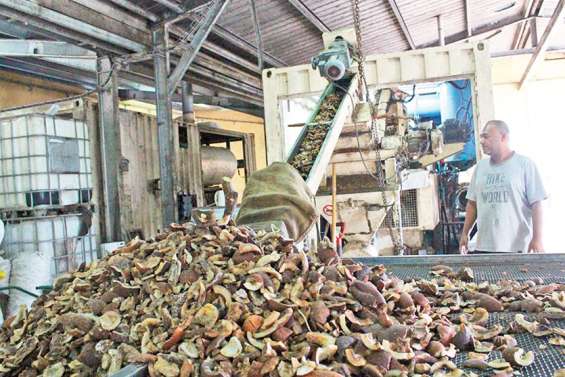 La production de coprah à Ouvéa relancée le temps du confinement