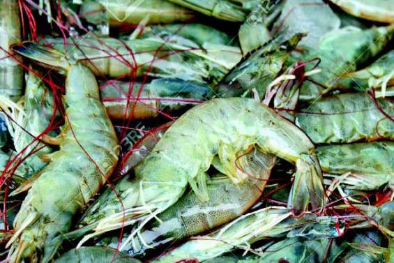 L’importation de crevettes crues bientôt interdite ?
