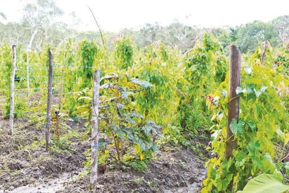 Le Pacifique mis en garde contre une crise alimentaire