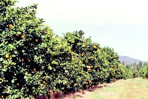 Un plan sur 7 ans pour faire exploser la production de fruits