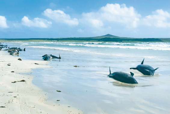 De nombreux « dauphins pilotes » échoués en Nouvelle-Zélande