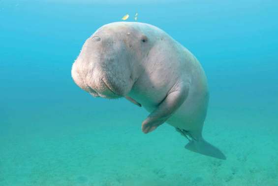 La population de dugongs  divisée par deux en dix ans