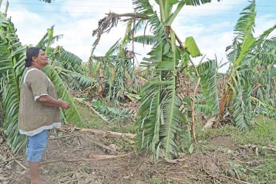 Les agriculteurs mis  à genoux par le cyclone