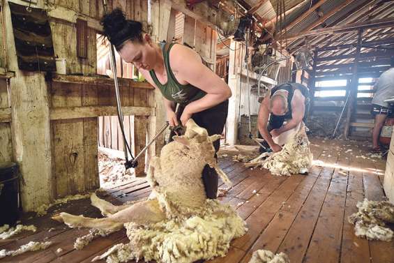 En Australie, la fermeture des frontières perturbe la saison de la laine